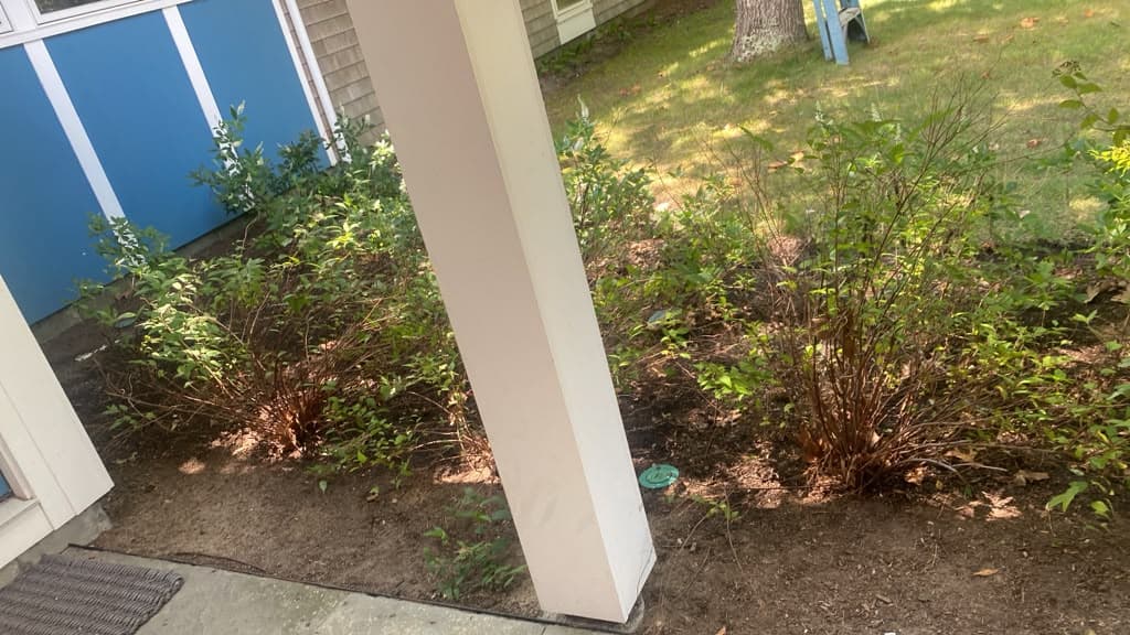 Trimmed shrubs and planting bed beside a home