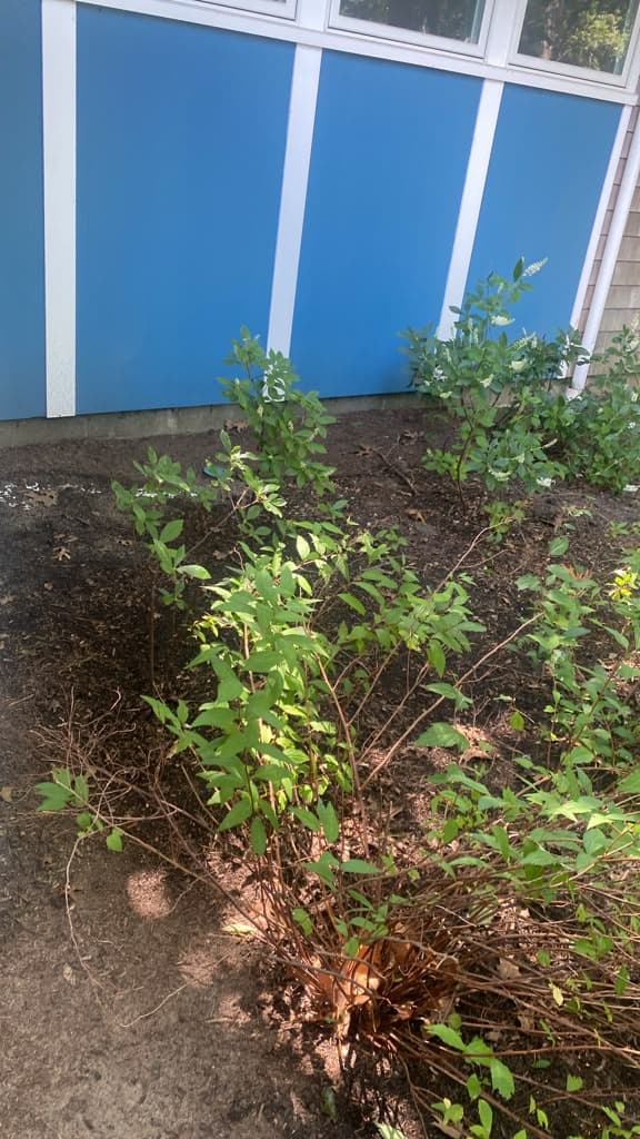 Garden bed edging and mulch installation in progress