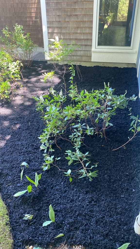 Wide view of a newly mulched garden bed with wheelbarrow