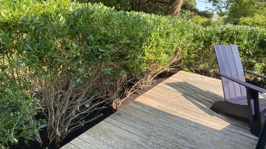 Neatly trimmed hedge row bordering a wooden deck