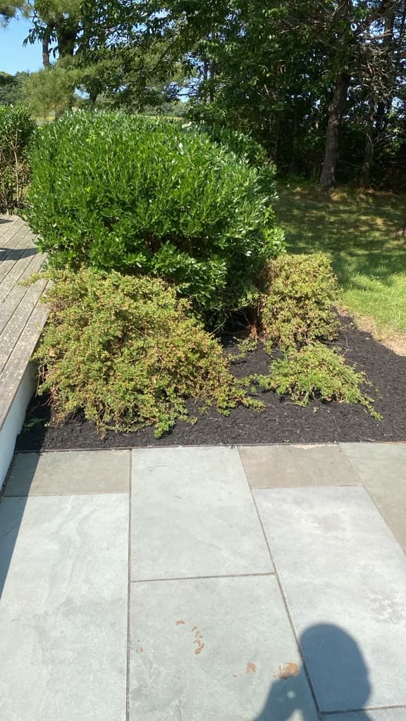 Neatly trimmed hedge row along a deck, freshly mulched and edged